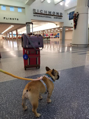 Mr. Peanut's Gold Series Standard Size Airline Compliant Pet Carrier